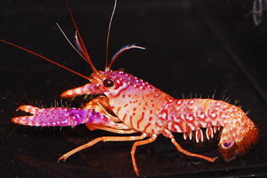 purple lobster price